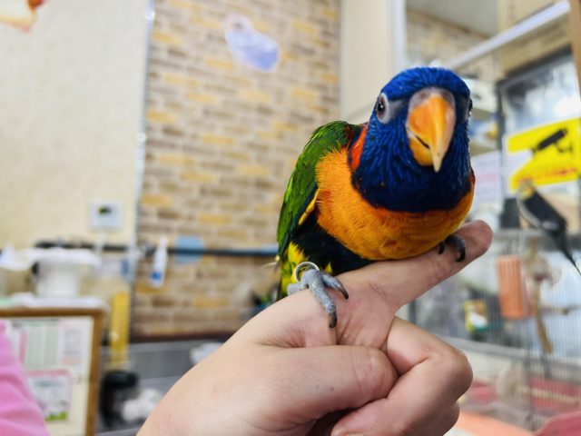 アカエリゴシキセイガイインコ
