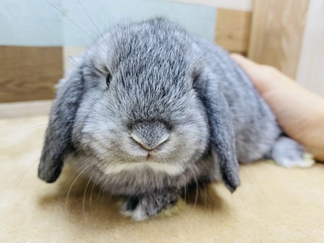 ロップイヤーラビット