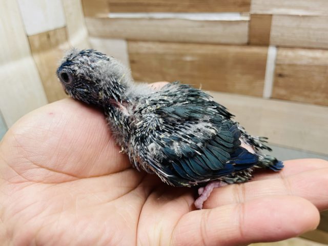 サザナミインコ