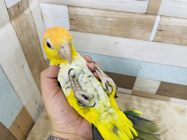 シロハラインコ