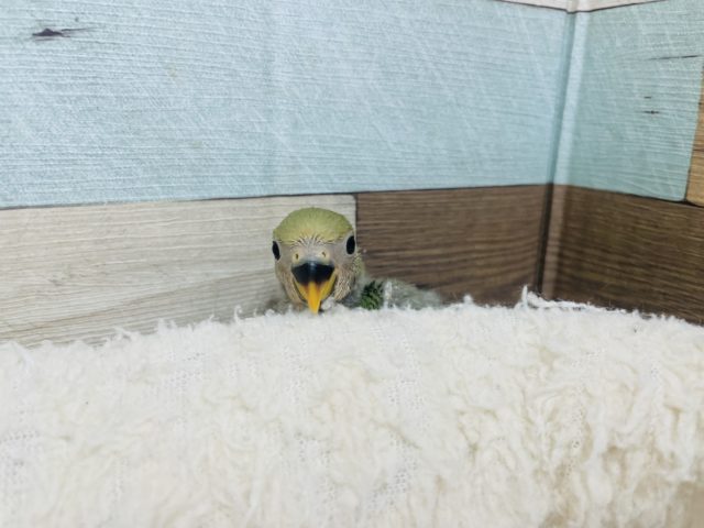 コザクラインコ（小桜インコ）