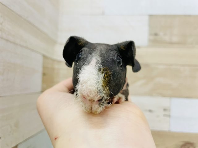 スキニーギニアピッグ