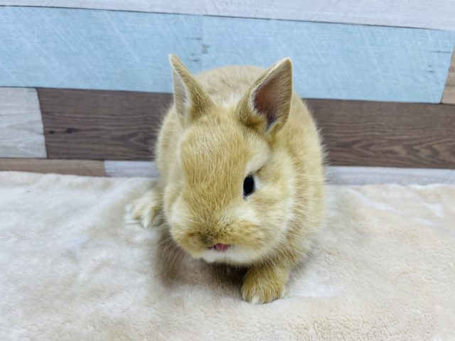 ネザーランドドワーフ