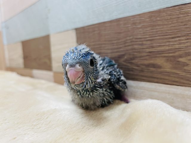 サザナミインコ