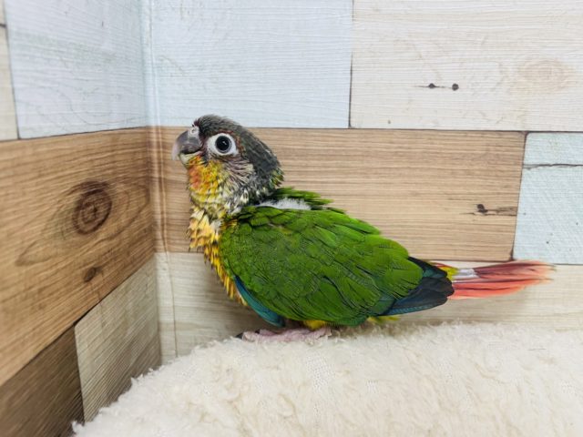 ワキコガネウロコインコ