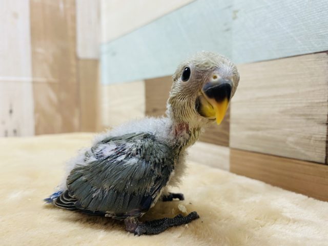 コザクラインコ（小桜インコ）