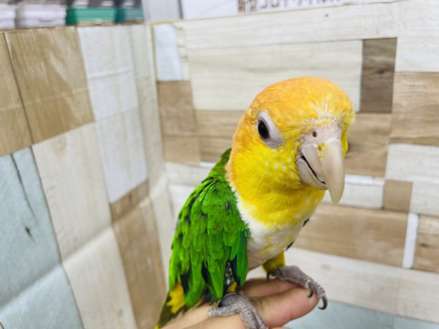 シロハラインコ