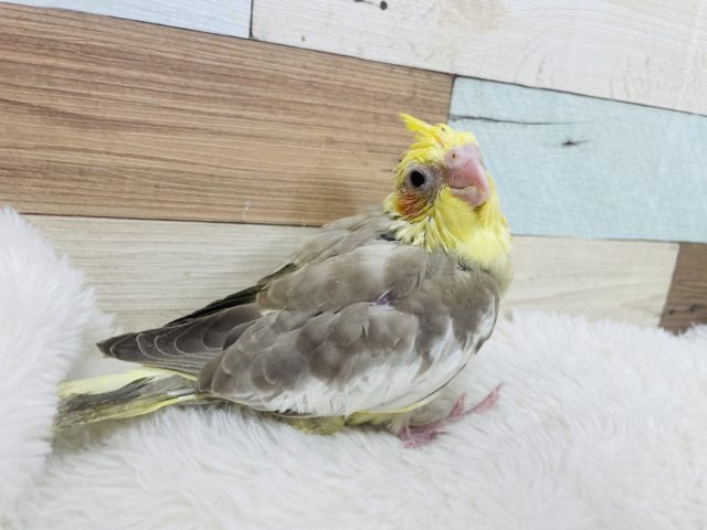オカメインコ