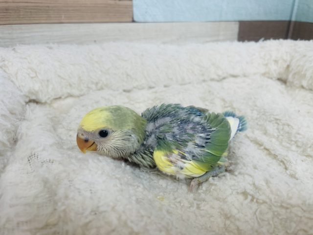 コザクラインコ（小桜インコ）