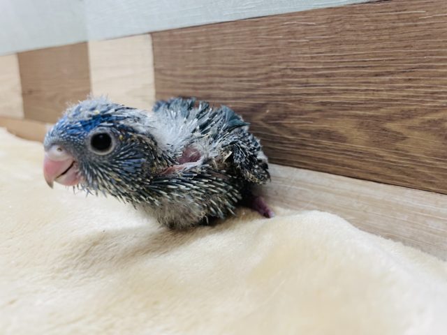サザナミインコ