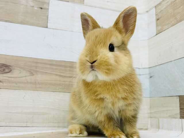 ネザーランドドワーフ