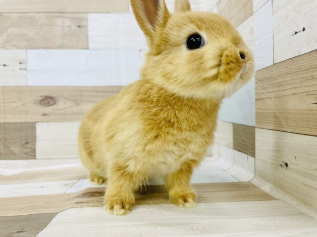 ネザーランドドワーフ