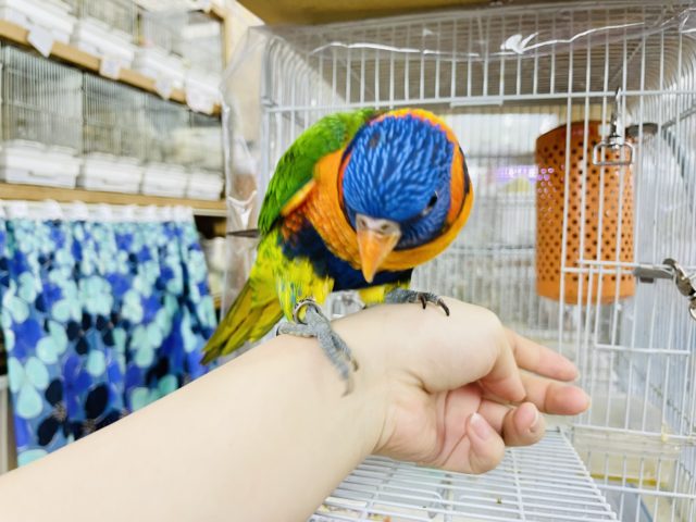 アカエリゴシキセイガイインコ