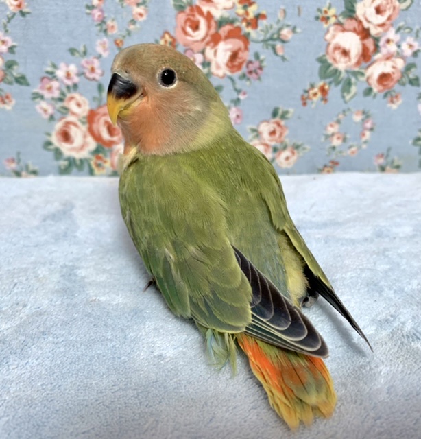 コザクラインコ（小桜インコ）