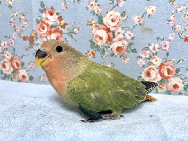 コザクラインコ（小桜インコ）