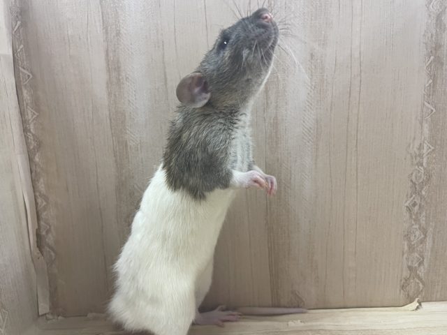 ファンシーラット