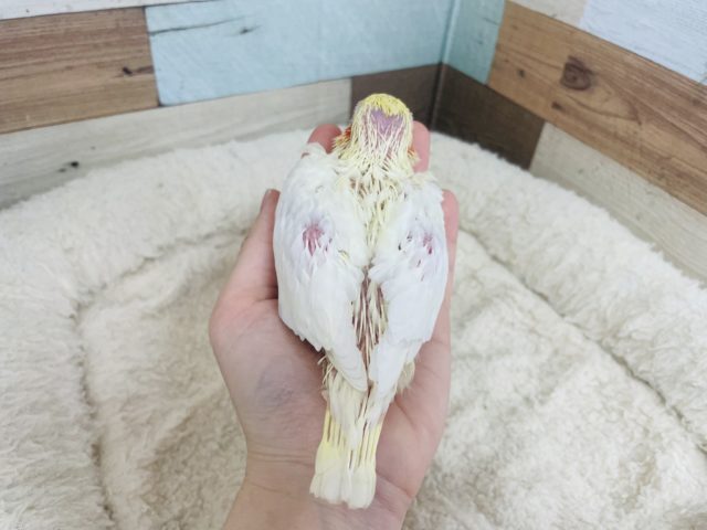 オカメインコ
