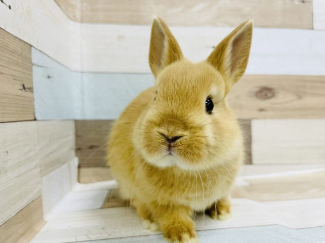 ネザーランドドワーフ