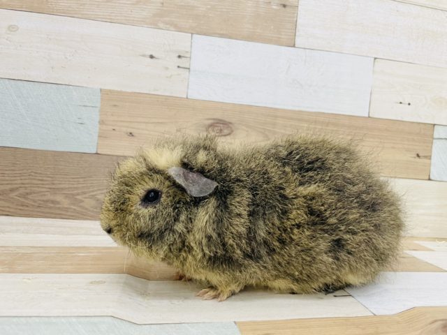 メリノモルモット