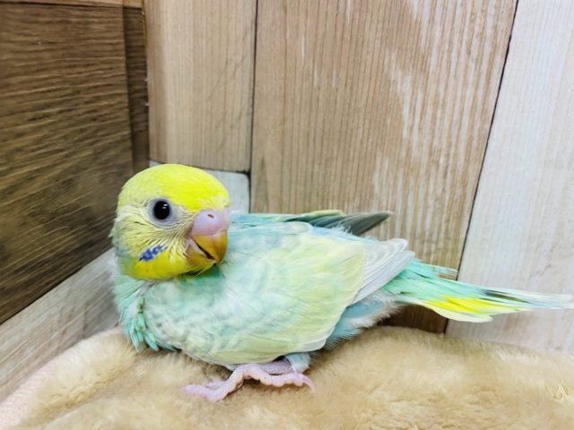 セキセイインコ