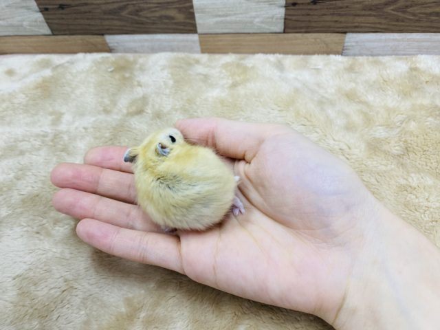 ジャンガリアン