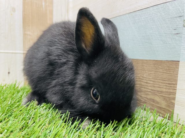 ネザーランドドワーフ