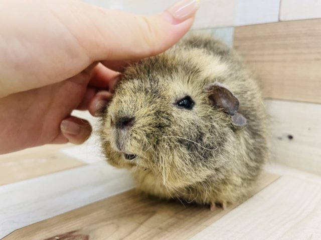 メリノモルモット