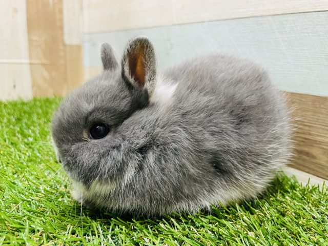 ネザーランドドワーフ