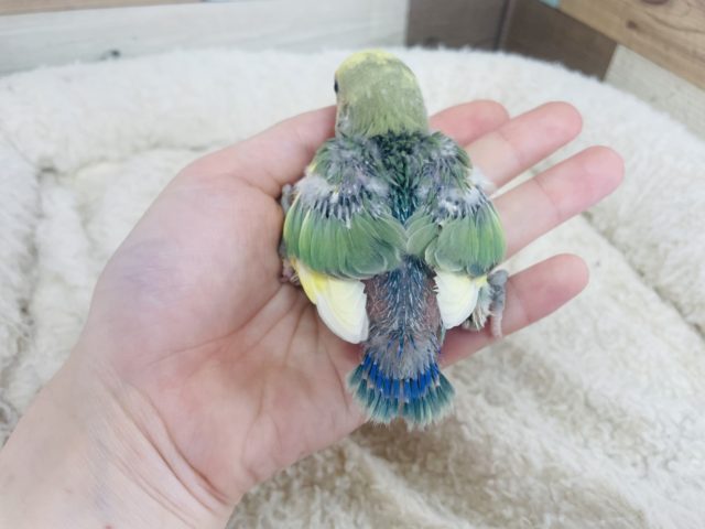 コザクラインコ（小桜インコ）