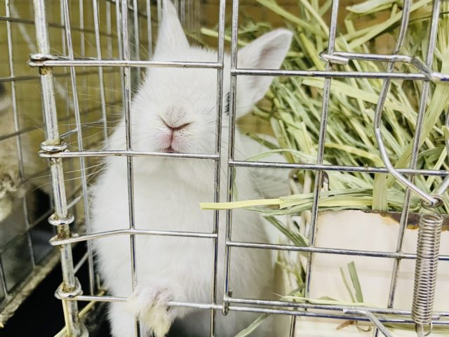 ネザーランドドワーフ