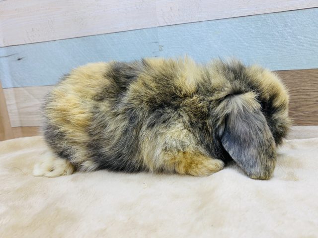 ロップイヤーラビット
