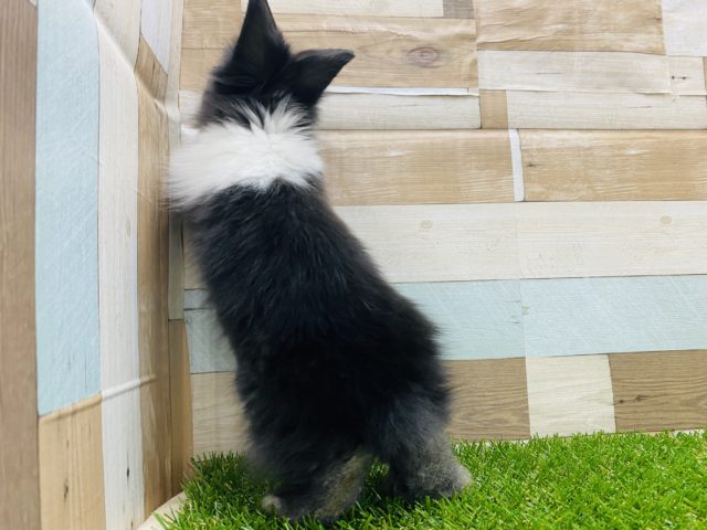 ライオンラビット