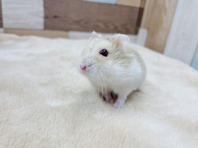 目の色が魅力的なハムスターちゃん♥️イエロールビーアイ! キャンベルハムスター