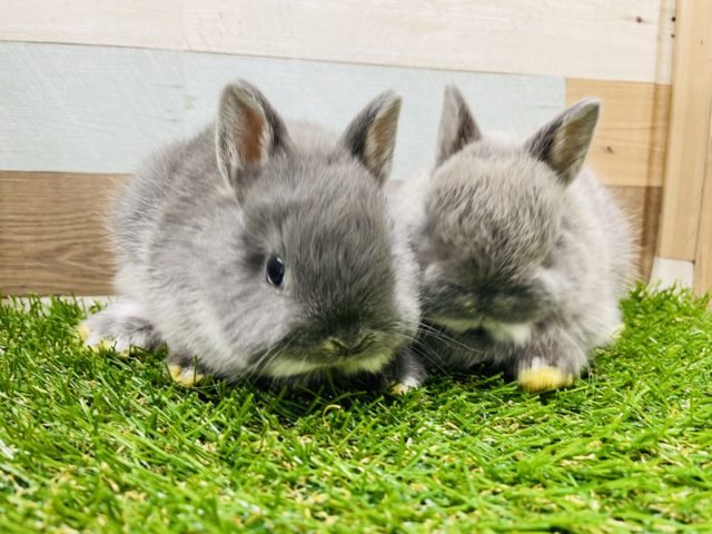 ネザーランドドワーフ