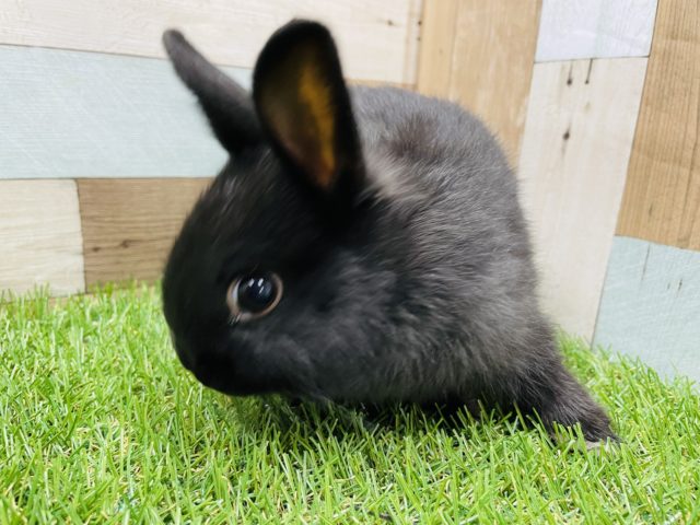 ネザーランドドワーフ