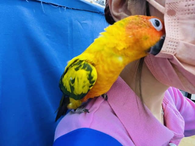 コガネメキシコインコ