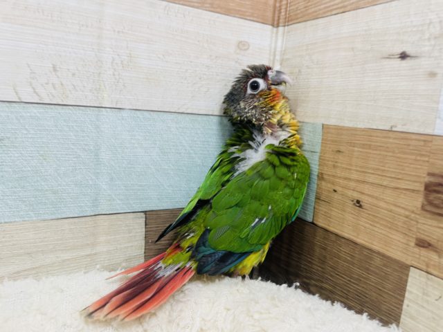 ワキコガネウロコインコ