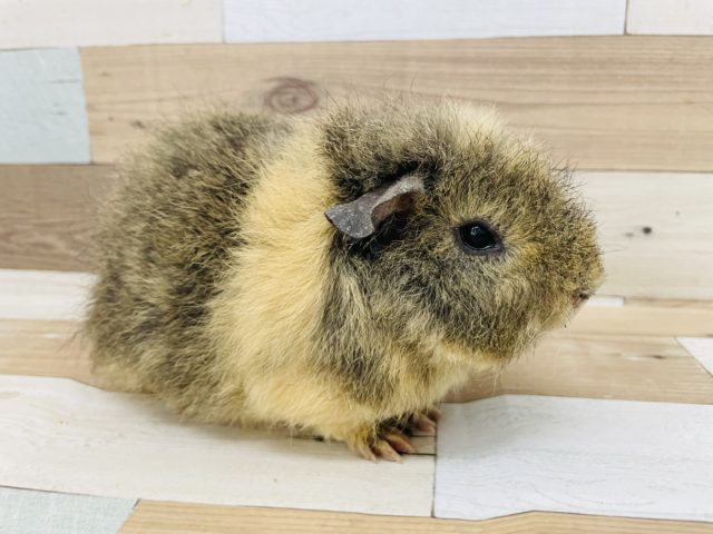 メリノモルモット