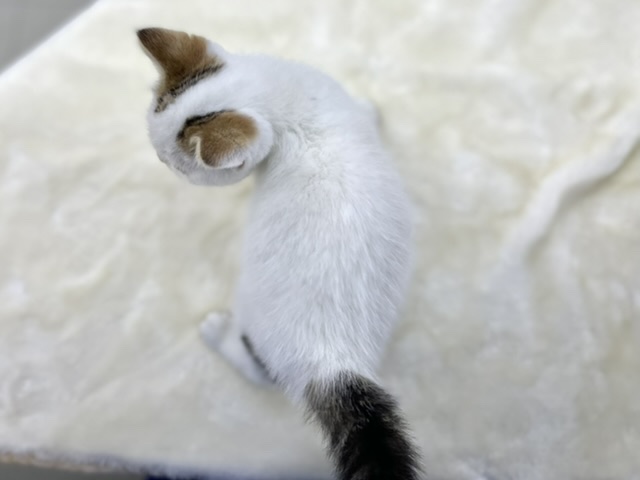 スコティッシュフォールド