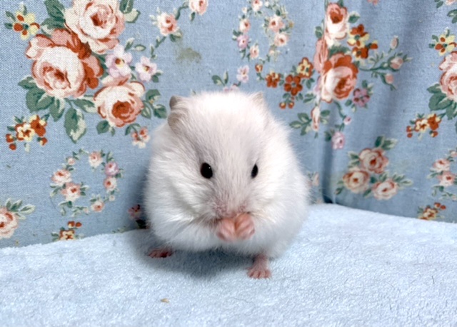 ゴールデンハムスター