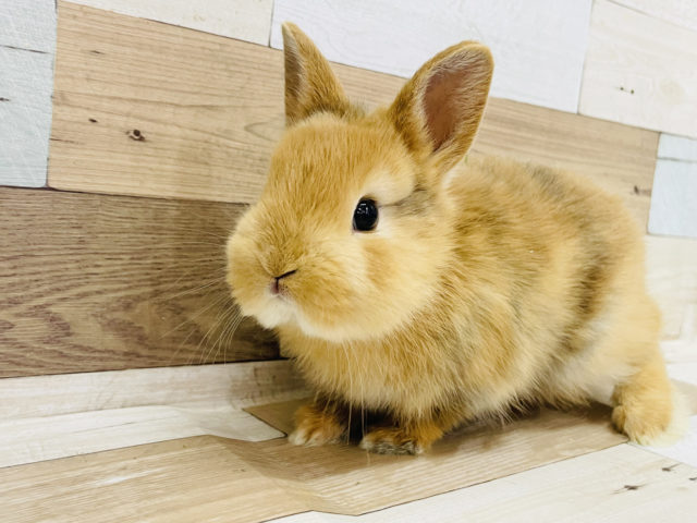 ネザーランドドワーフ