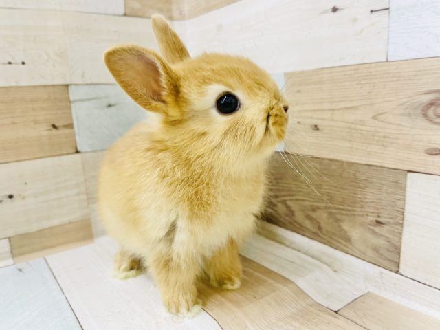 ネザーランドドワーフ