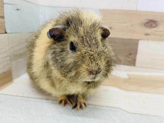 メリノモルモット