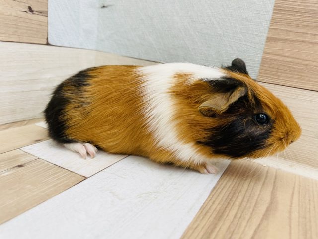 イングリッシュモルモット