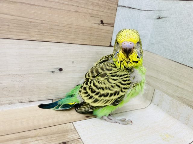 ジャンボセキセイインコ