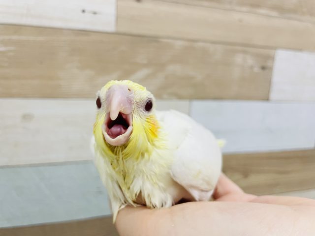オカメインコ
