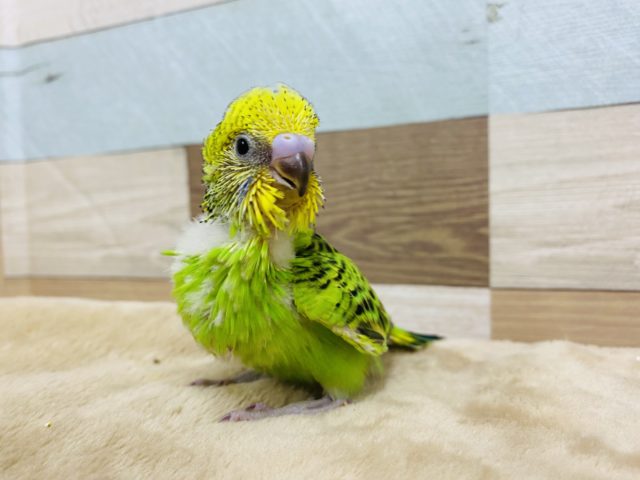 セキセイインコ