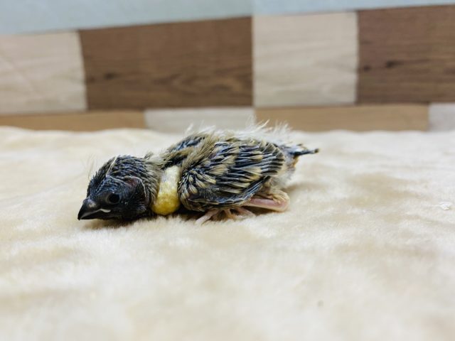 錦花鳥（キンカチョウ）