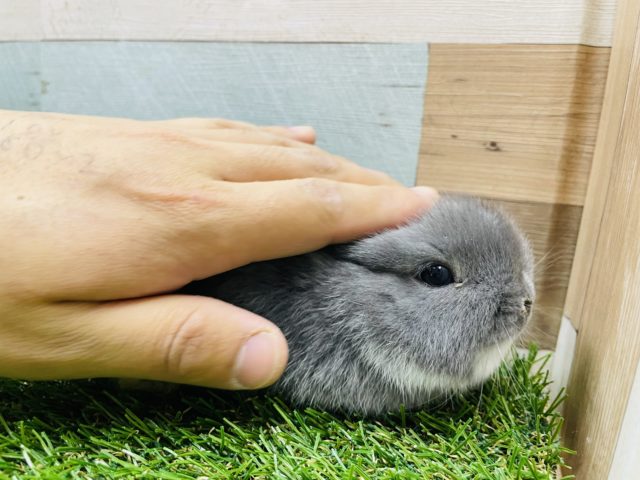 ネザーランドドワーフ