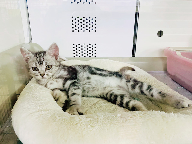 アメリカンショートヘア